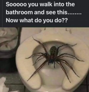 spider.jpg