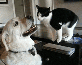 friends.gif