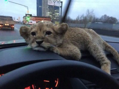 an-epic-compilation-of-weird-and-unusual-situations-18.jpg