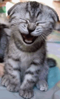 laughing.kitty.gif