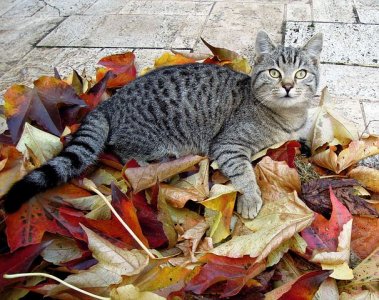 cat-2123741__480.jpg