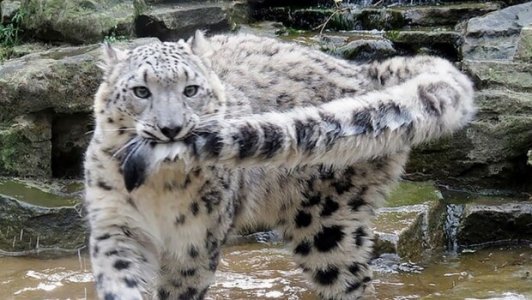 why-do-snow-leopards-bite-their-tails-feat-1-620x350.jpg