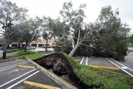 Florida Paradise.jpg