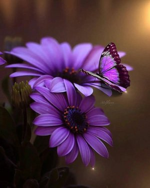 tumblr_54cf233be4f15dd99ece192cefd39e99_10f14312_640.jpg