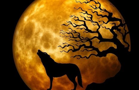convwolf.jpg