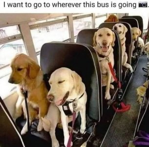 labrador bus. jpg.JPG