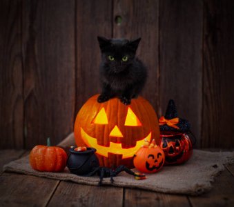 istockphoto-1341190272-612x612.jpg