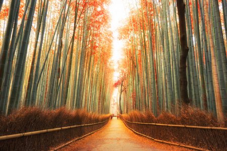 istockphoto-577319648-170667a.jpg
