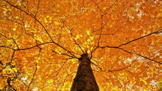 27252-nature-trees-leaves-color-yellow-autumn-fall-seasons-foliage-branches-limb-top-1.jpg
