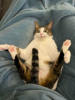 16-funny-cat-pics.jpg