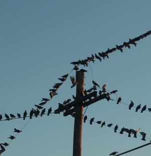 birds 10-3.jpg