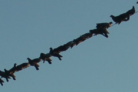 birds 10-3.jpgq.jpg