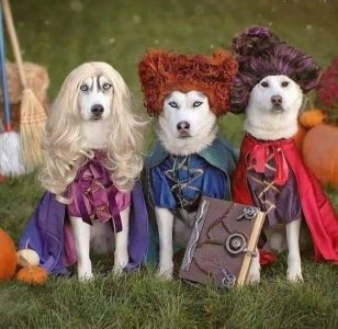 dogscostumes.jpg