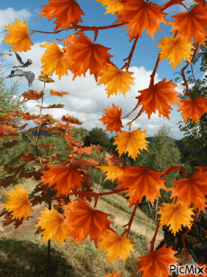 3C132729-9D37-4AD8-AD0B-780DBB5DEB6D.gif