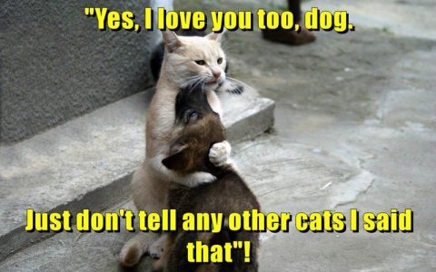 cat.love.dog.jpg