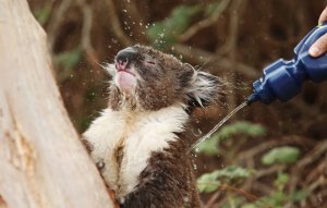 koala shower.JPG