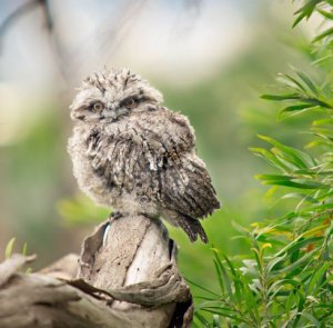 baby tawny frog mouth.JPG