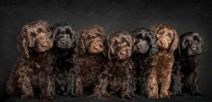seven puppies.JPG