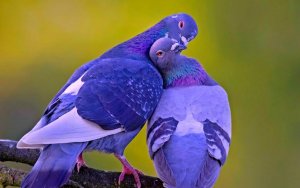 love-birds-images-020.jpg