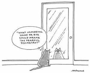 cat inmirror.jpg