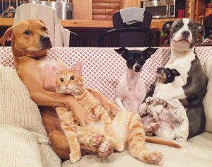 unusual-animal-friendship-dogs-cat-ducks-kasey-and-her-pack-35.jpg