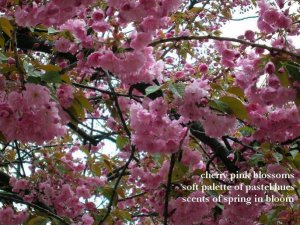 cherry-blossoms.jpg