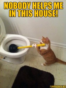 funny-pictures-nobody-helps-me-cat-cleaning-toilet.jpg