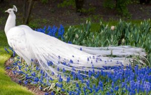 a beautiful white peacock.jpg