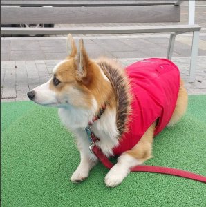 Abbi.parka.JPG