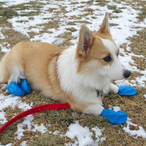 blue booties.JPG