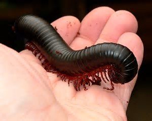 millipede.jpg