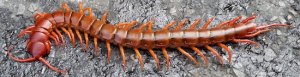 giant-centipede-for-MF.jpg