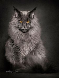 maine-coon-robert-sijka-1.jpg
