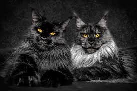 maine coon 2.jpeg