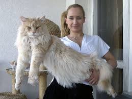 maine coon 1.jpeg