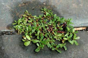 purslane.jpg purslane.jpg