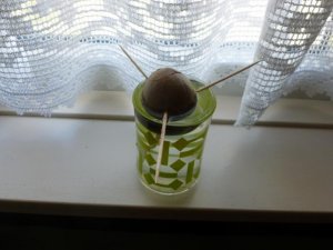 avacodo1 (800x600).jpg