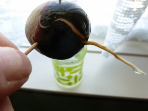 avacado2 (800x600).jpg