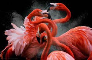 Flamingos.jpg