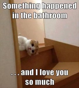 Top-30-Funny-Cat-Memes-Humorous.jpg