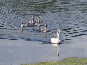a beautiful pen with five cygnets swimming home.jpg