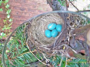 robins_nest.jpg robins_nest.jpg