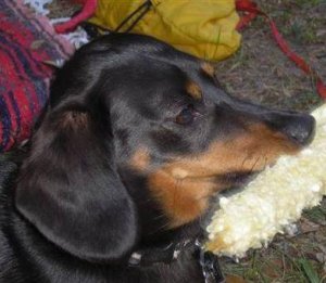 DandyCorn.jpg
