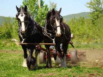 draft horses.jpg