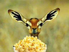 deer popcorn.gif