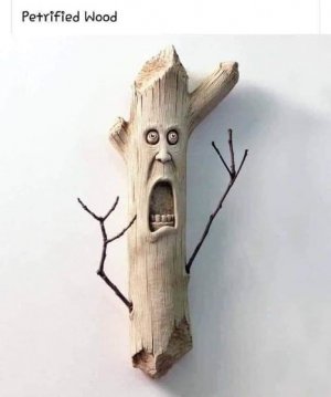prtrified wood.jpg
