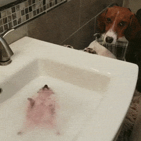 01-funny-gif-283-dog-watching-hedgehog-taking-bath.gif