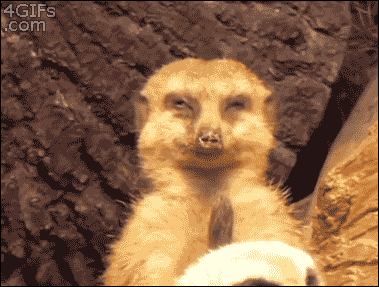 download.gif