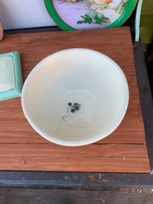 grape harvest.jpg