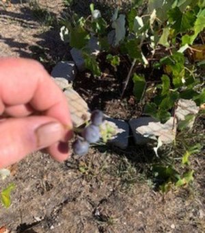 grape harvest 2022.jpg2.jpg